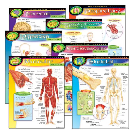 T38913-1-Learning-Chart-7-Pack-Human-Body-System